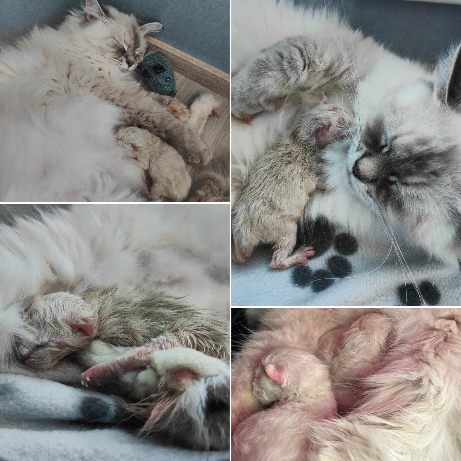 FI*BravePaws C-pentue