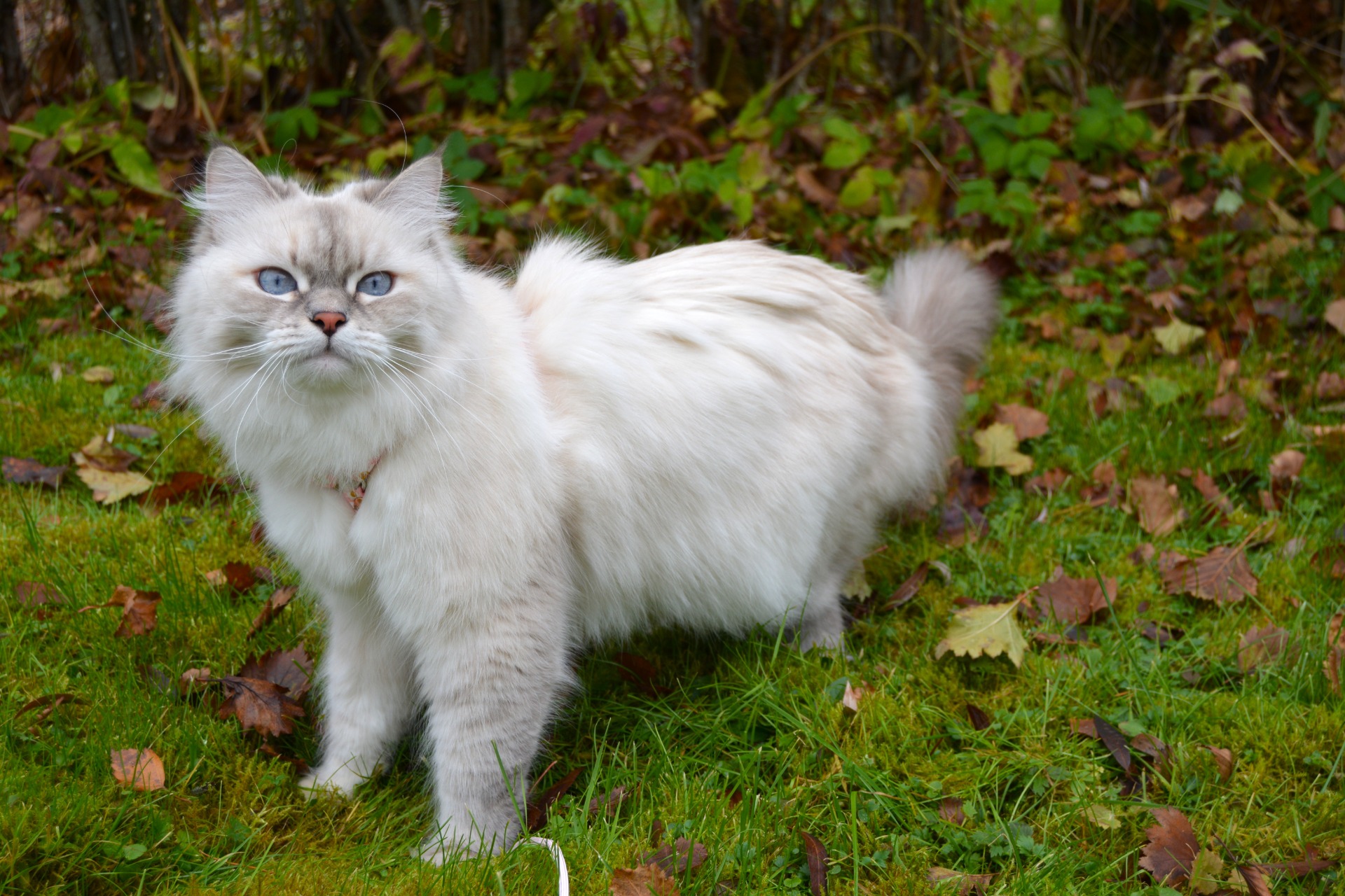 CH JCH KCH FI*BravePaws Always Be My Cupcake