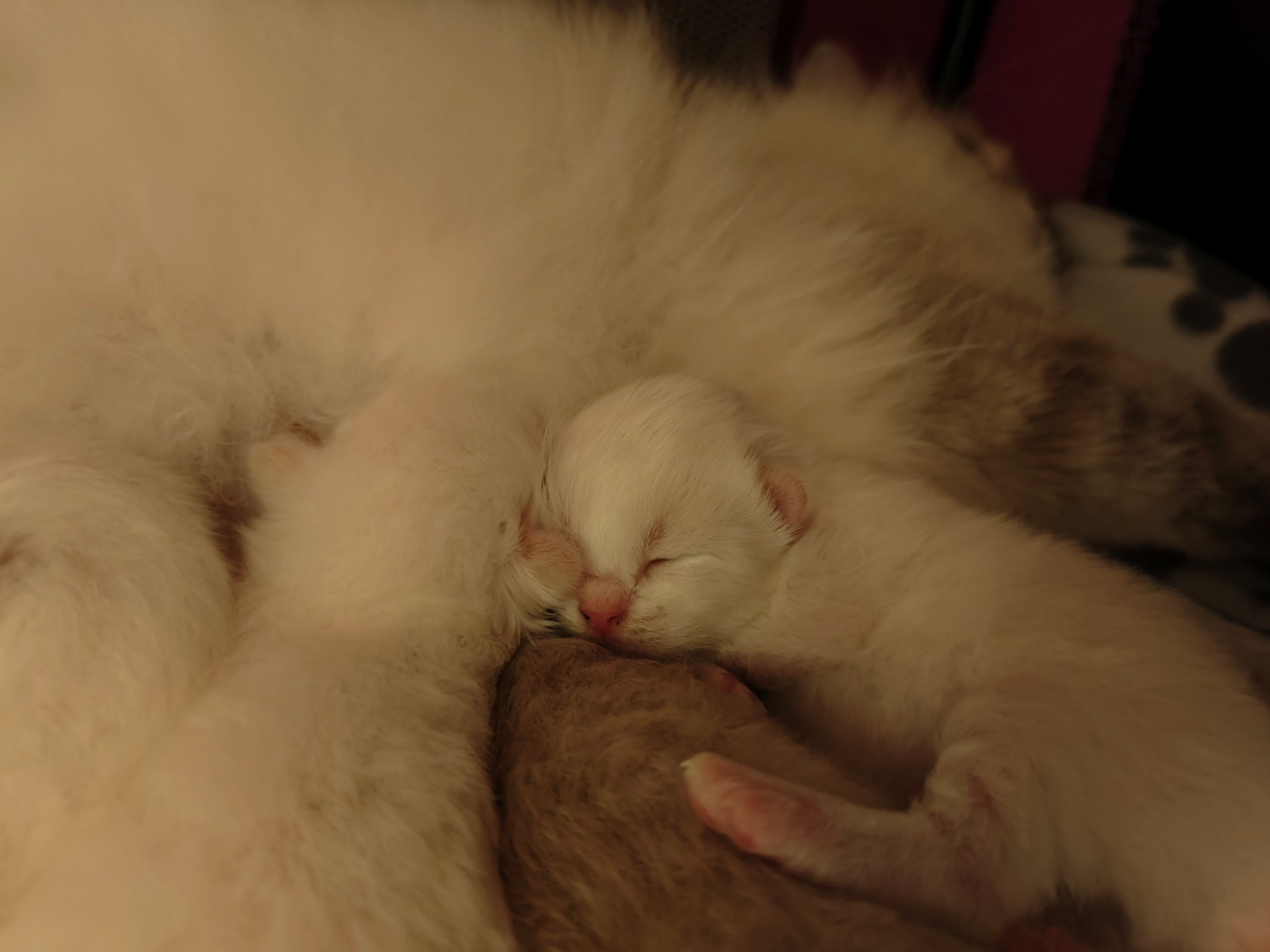 FI*BravePaws D-pentueen poika