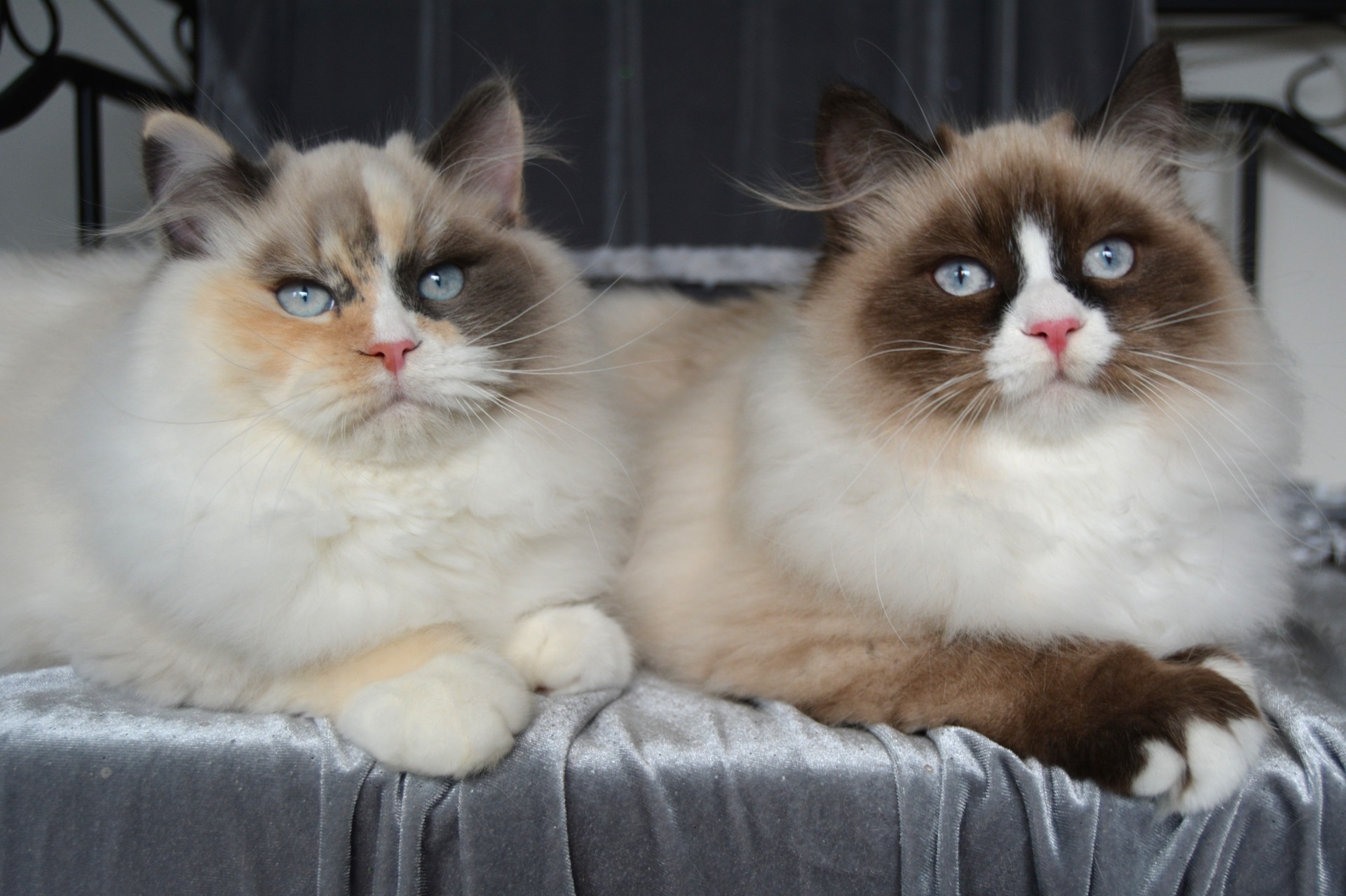 FI*BravePaws Call Me Queen Of Everything & FI*BravePaws Call Me Queen Of Hearts