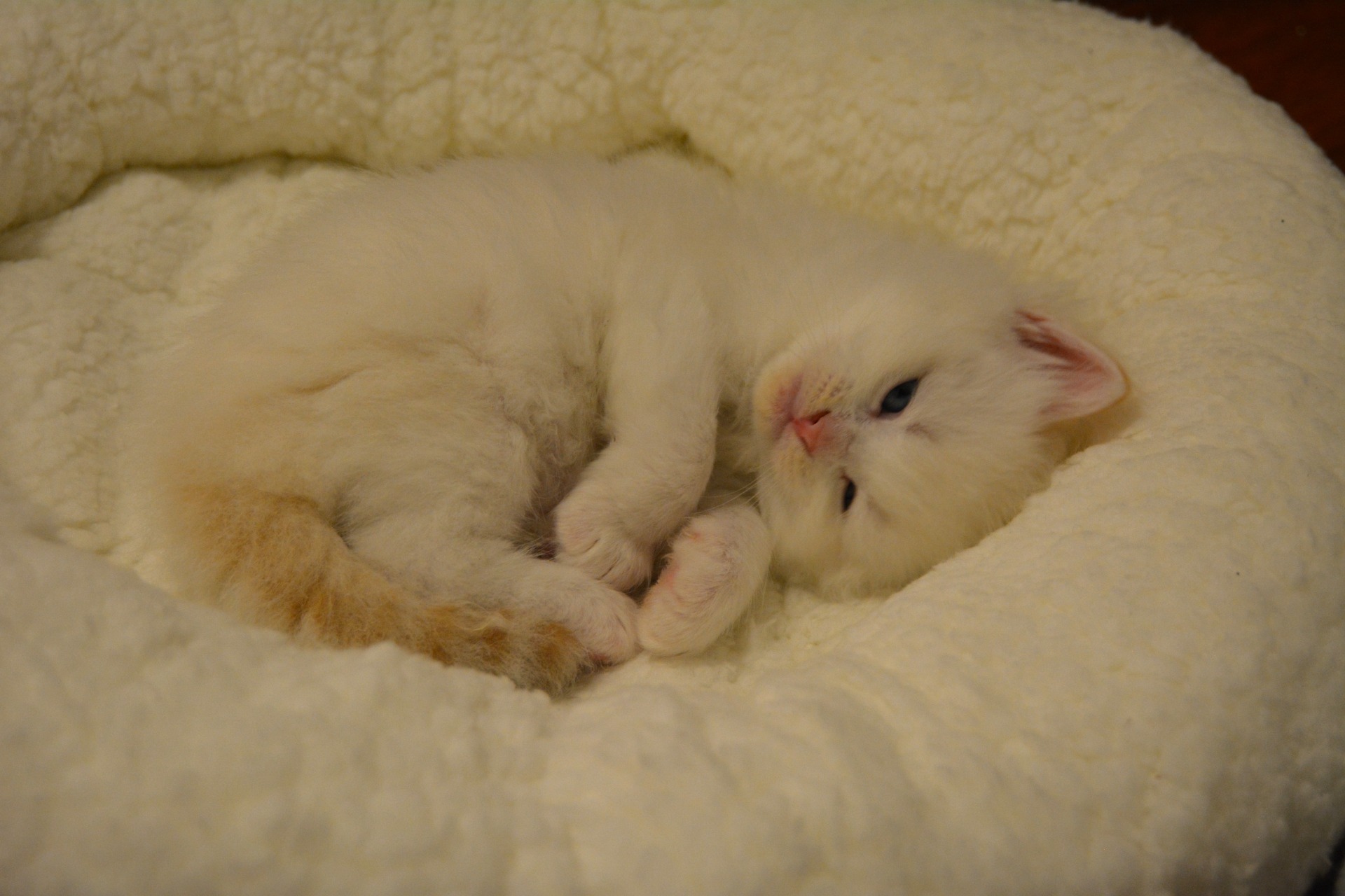 FI*BravePaws D-pentueen poika