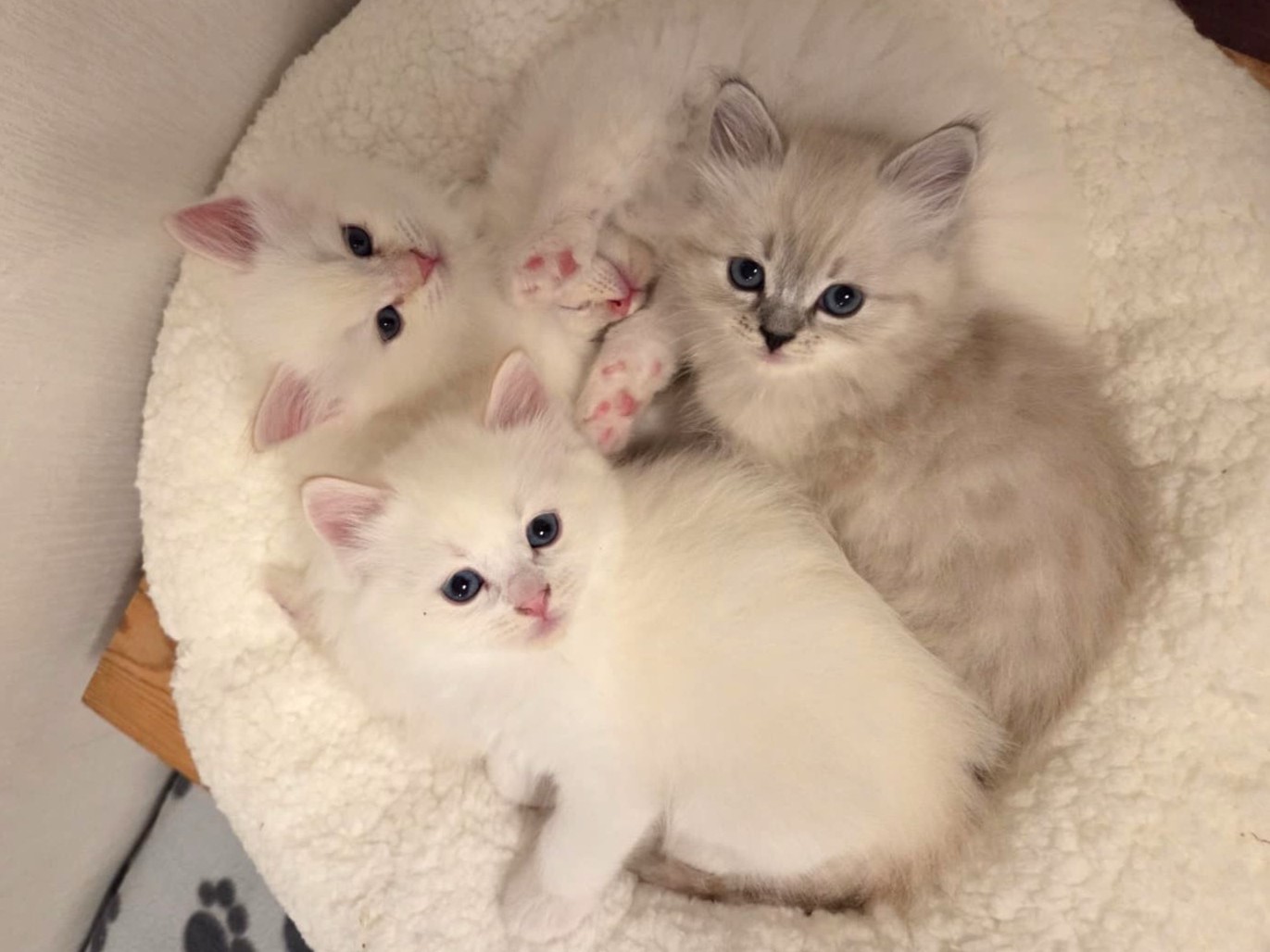 FI*BravePaws D-pentue, kuva: Meri, Saden sijoituskoti