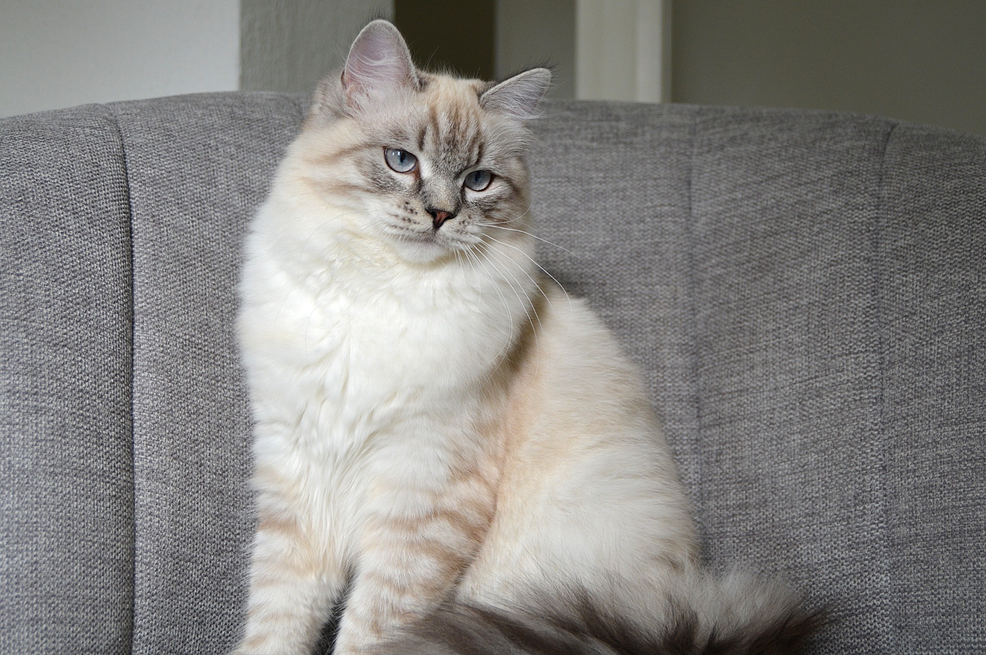 KCH FI*BravePaws Dreaming Of Girl Like You