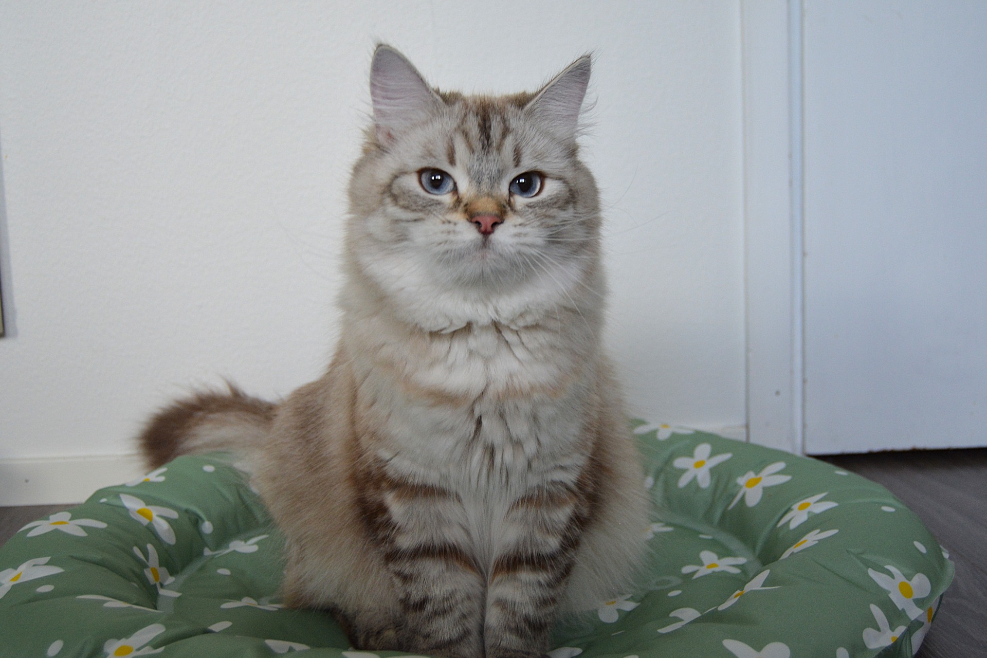 KCH FI*BravePaws BeLoved Salted Caramel Cupcake